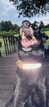 Reflective Dog Collar
