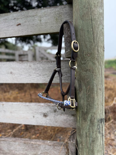 Blue Rancher (large pony/Small horse)
